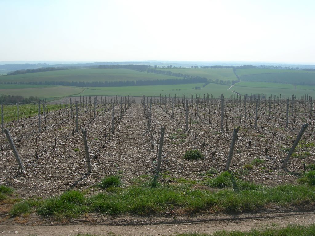 Vines at Meonhill Wines