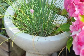 Fareham Wine Cellar's Herb Toilet Planter