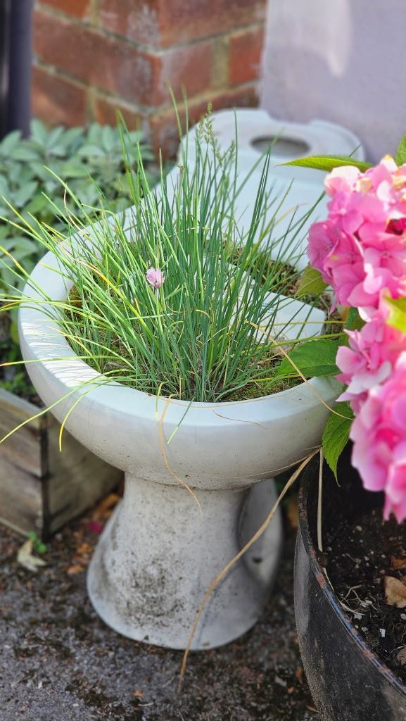 Chives in Toilet Planter
