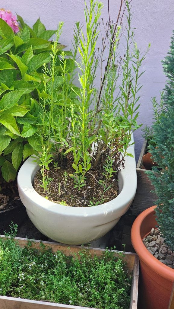 Unidentified Weed in Toilet Planter