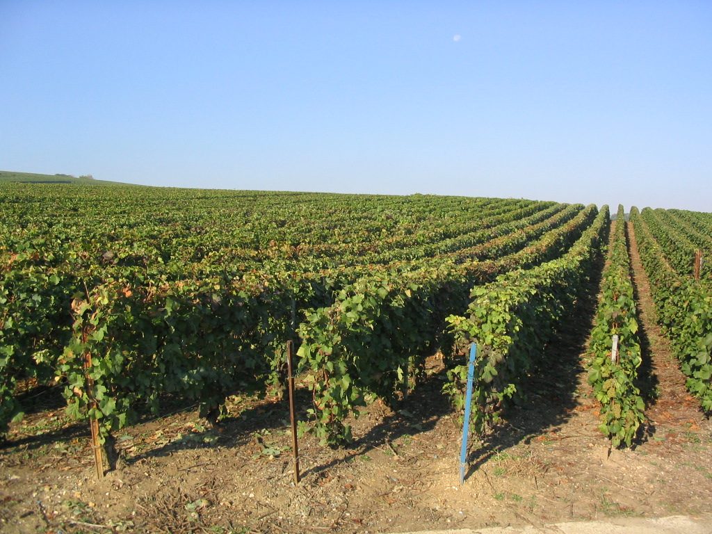 Champagne Forget Brimont Vineyards