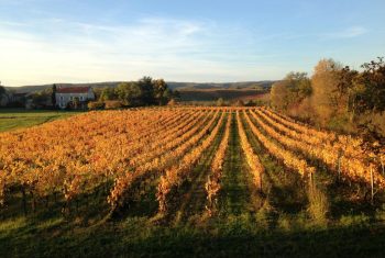 The Black Wine of Cahors: A Brief Introduction
